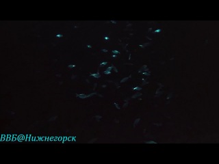 «Тайны подводного мира» (документальный фильм, 2006) 2 часть